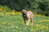 BOERBULL 050